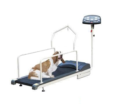 Pet Treadmill